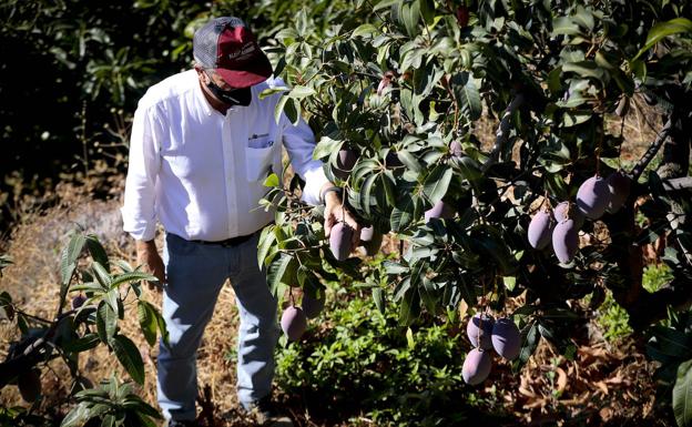 La Costa Tropical prevé producir diez mil toneladas de mango esta campaña