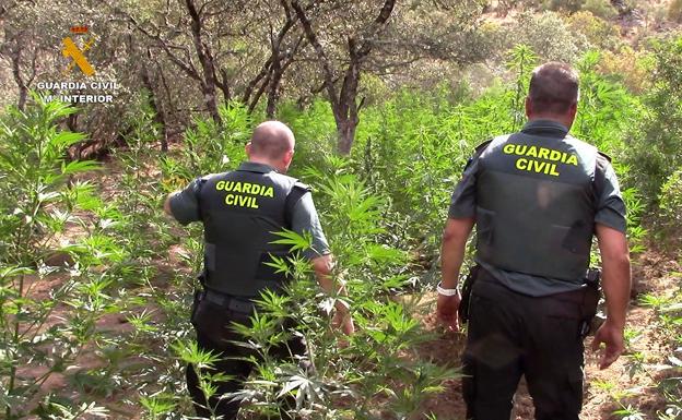 Encuentran más de 1.000 plantas de marihuana ocultas en Sierra Morena