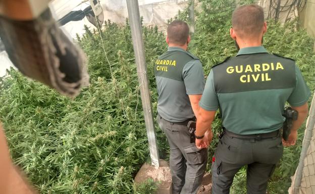 Diez operaciones en la provincia de Granada se saldan con 1.900 plantas de marihuana incautadas