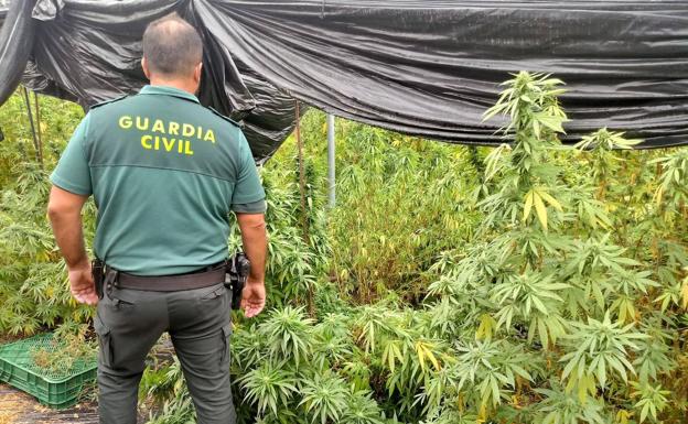 Sorprenden a cuatro individuos en plena mudanza de plantas de marihuana en Ogíjares