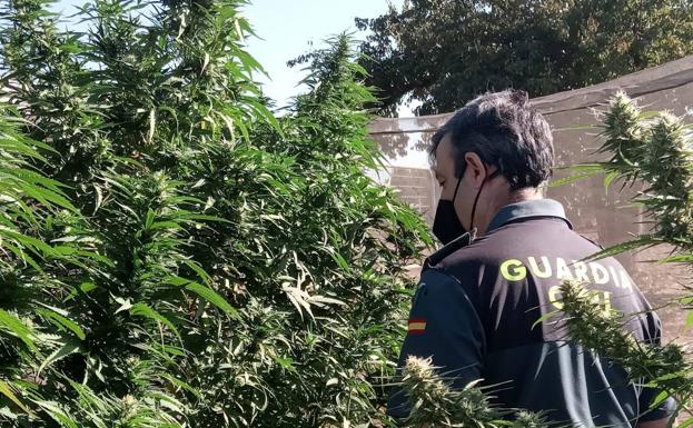 Le 'caza' la Guardia Civil con plantas de marihuana más altas que los agentes en su huerto, en Baños de la Encina