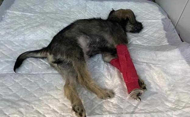 Buscan al responsable de la muerte de una perra en Zújar: «Tenía signos de violencia y ahogamiento»