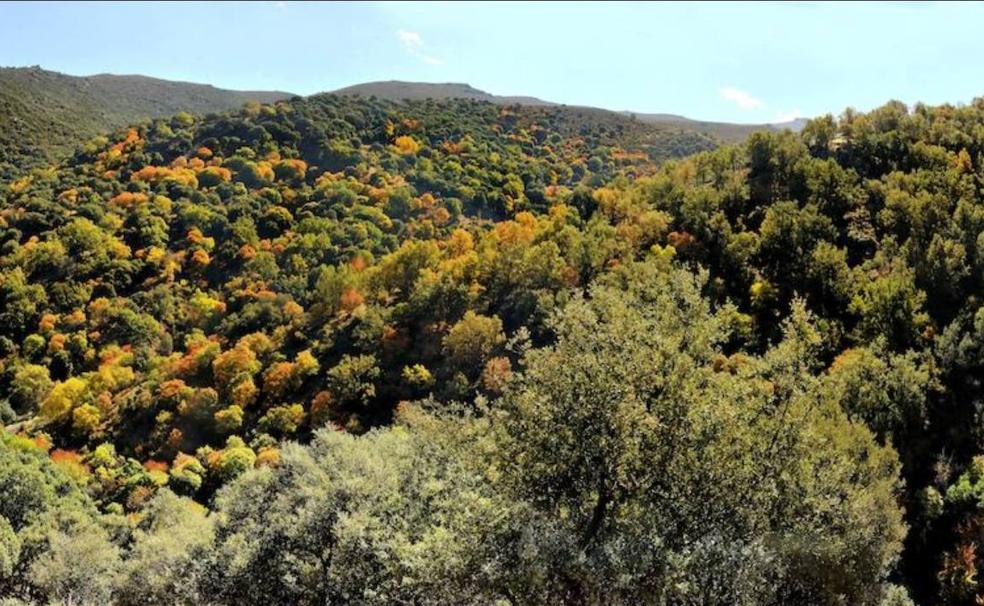 Un paseo por el Bosque Encantado de Granada