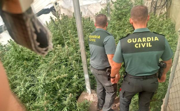 Macrooperación contra la marihuana en Granada: ocho detenidos y 2.200 plantas incautadas en tres pueblos