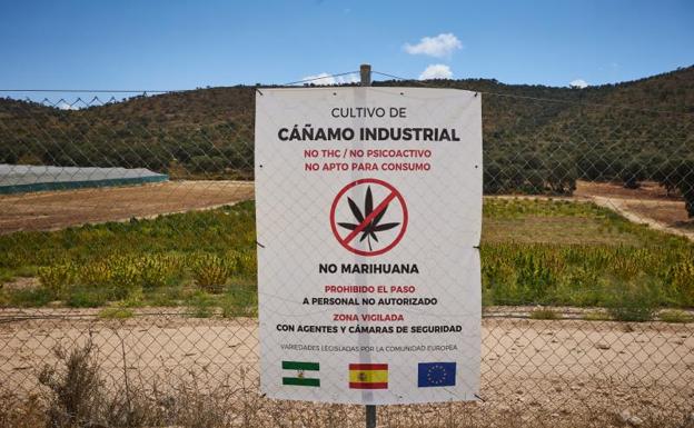 La frágil frontera entre el cáñamo industrial y la marihuana en Granada