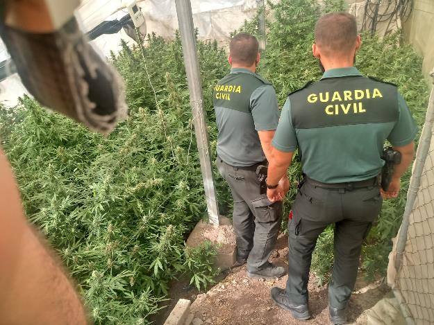 La Guardia Civil requisa más de 1800 plantas de cannabis en cuatro viviendas de Cijuela