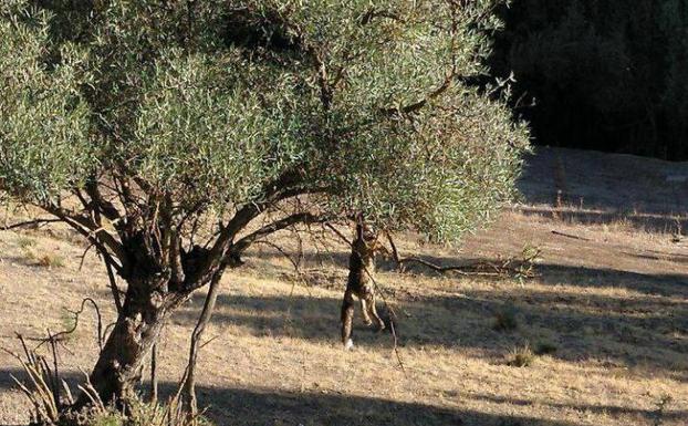 Encuentran un zorro ahorcado en un olivo en Las Gabias