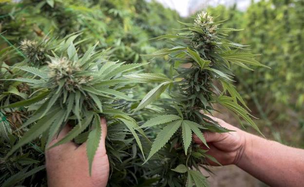 Sorprenden a cuatro personas intentando robar plantas de cáñamo industrial en Granada