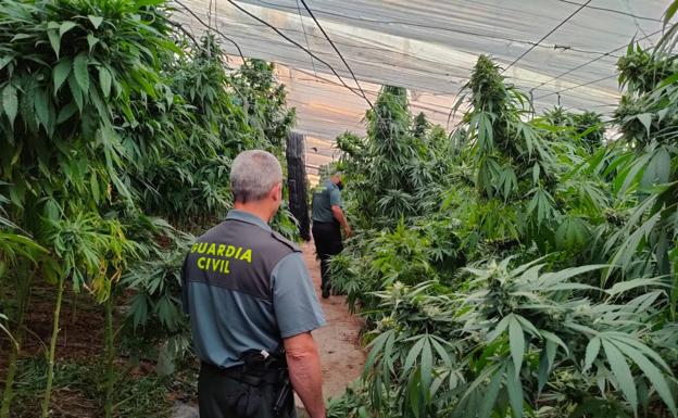 Incautan 9.600 plantas de cannabis sativa en un pueblo de Granada