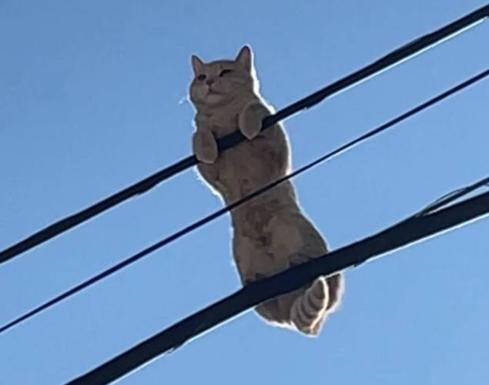 El rescate vecinal de un gato tras cuatro días atrapado sobre los cables de un poste en Dúrcal