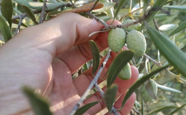 «Cada día que pasa sin agua estamos perdiendo kilos y kilos de aceite de oliva»