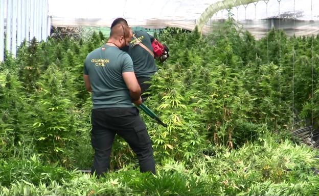 Casi 8.000 plantas de marihuana incautadas en la provincia de Granada en cuatro operaciones