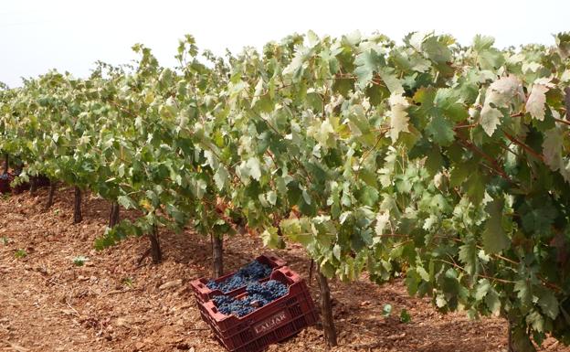 La vendimia deja un descenso del 20% en la producción de vino en la provincia de Almería