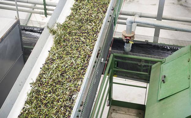 El 'tirón' de los aceites top abre ya medio centenar de almazaras en Jaén, un mes antes de lo tradicional