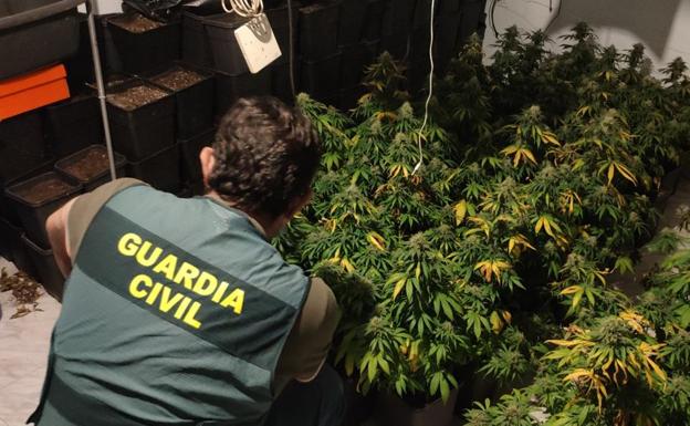 Detenido en Bedmar por cultivar en su casa 85 plantas de marihuana