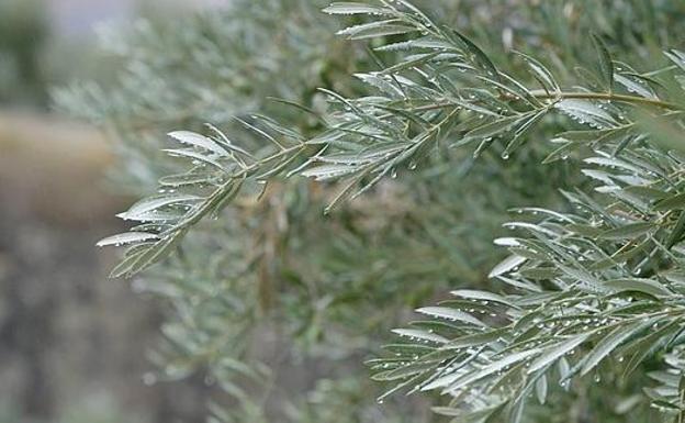 Las lluvias del fin de semana no bastan para paliar el estrés hídrico del campo en Jaén
