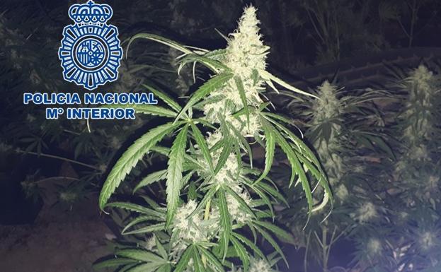 Detenida una pareja tras descubrir más de 300 plantas de marihuana en una vivienda del Valle de Lecrín