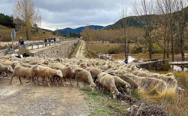 La trashumancia recorre la vereda con la mirada puesta en La Carolina y Vilches