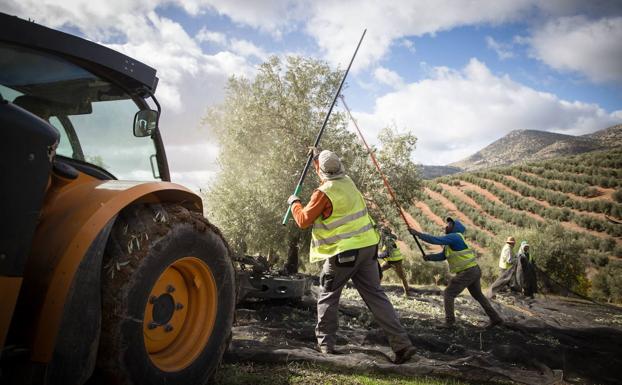 La Subdelegación del Gobierno en Jaén asegura que no se obligará a pagar el autónomo a todo el que tenga algún ingreso del campo