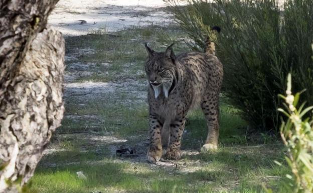Primeros pasos para la reintroducción del lince ibérico en Granada