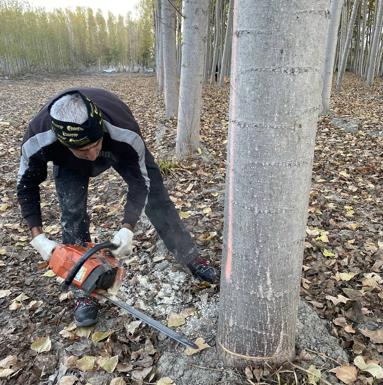 Granada tendrá el primer edificio de madera estructural de chopo del país