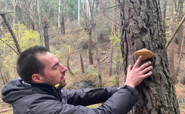 La persistente sequía deja sin setas a la comarca de Guadix