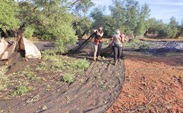 La aceituna agranda la brecha entre el paro masculino y el femenino en Jaén