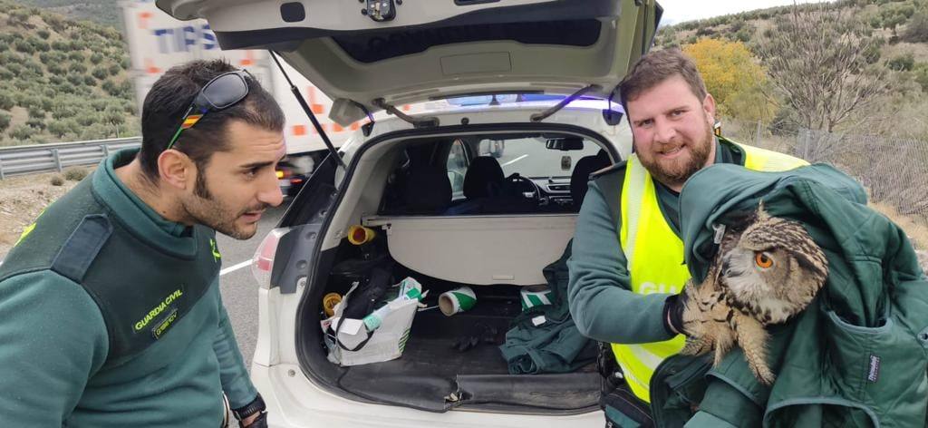 La Guardia Civil rescata un ejemplar de búho real herido, en la autovía A-44