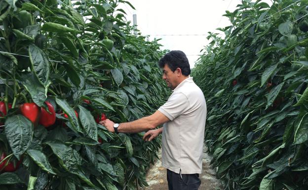 Transformación Económica destina 2,9 millones a impulsar la digitalización de la pyme a través de la consultoría