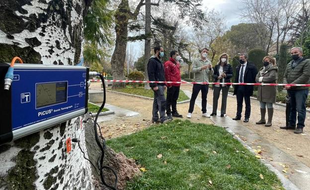 Chequeo a la salud de mil árboles de la capital debido a su edad y singularidad