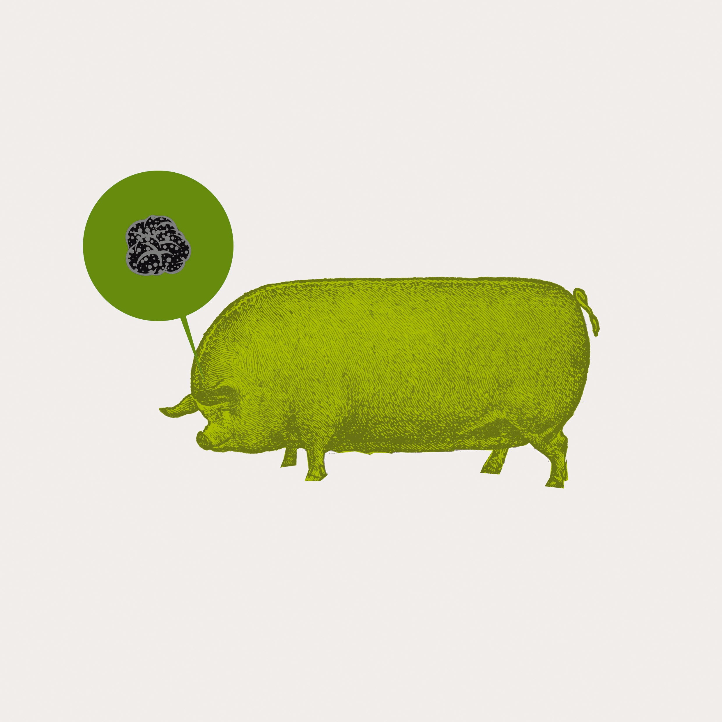 Macrogranjas y cerdos