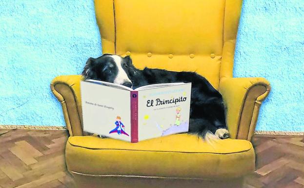 El cerebro de los perros puede distinguir entre diferentes idiomas