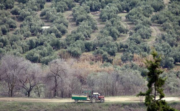 La Junta no ha arreglado en tres años «un solo camino rural», critica el PSOE