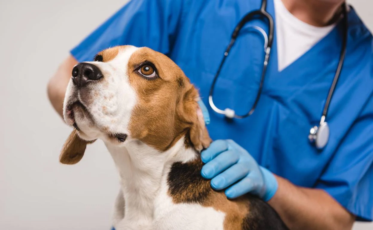 Animales: Un veterinario aclara cuántos días puede pasar un perro sin beber |