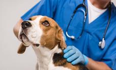 Un veterinario aclara cuántos días puede pasar un perro sin comer y beber