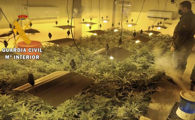 El intenso olor a 'maría' acaba con el desmantelamiento de un cultivo de 240 plantas en Tabernas
