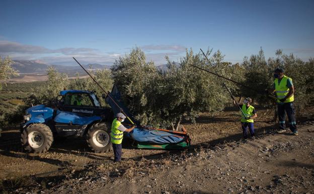 Olivareros se preparan para parar los tajos en Jaén por la PAC