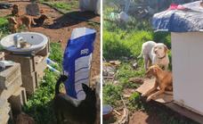 Protectoras piden que le retiren los perros a una mujer de Moraleda de Zafayona por el «infierno» que viven