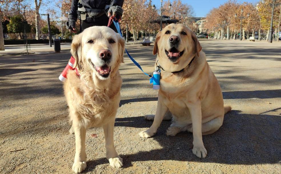 Los perros más famosos del Realejo buscan nuevo hogar