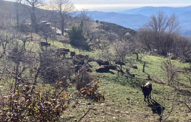 Cien vacas siembran el 'caos' en Bayárcal con destrozos en los cultivos y hasta un intento de agresión