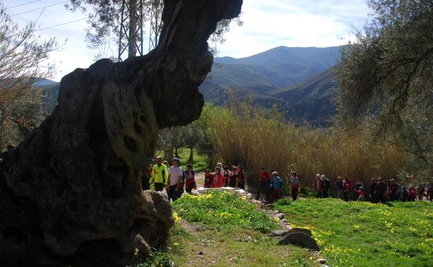 Una ruta fascinante entre los olivos centenarios de La Alpujarra