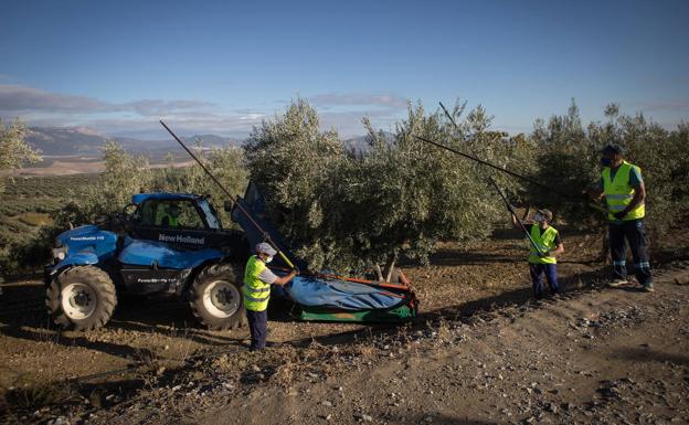 La campaña acaba con «muy buenas» cifras de producción de aceite y la venta asegurada