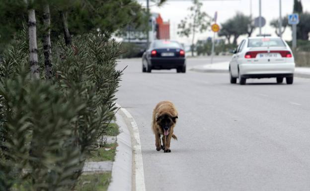 Golpear a una mascota hasta la muerte se pagará con dos años de cárcel