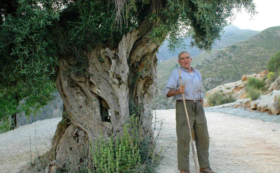 Los olivos centenarios de las Ánimas Benditas de Granada