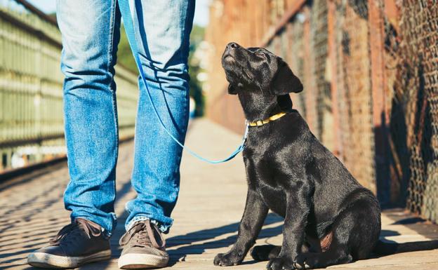 Roban una perra en un domicilio de Granada y les estafan 100 euros al pedirles un falso rescate