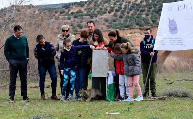 El lince Sueño corre libre por los alrededores del Puente de Ariza del Valle del Río Guarrizas