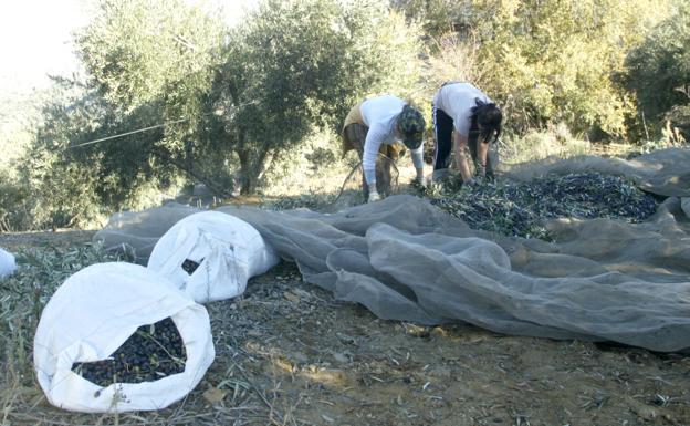 Sindicatos y patronal critican el «paro crónico» que sufre la provincia de Jaén
