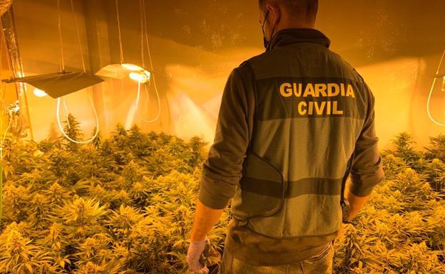 Descubiertos ocho centros de producción de marihuana en Láchar