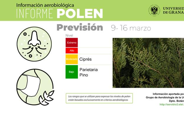 Las precipitaciones mantienen el polen del ciprés en niveles moderados en Granada