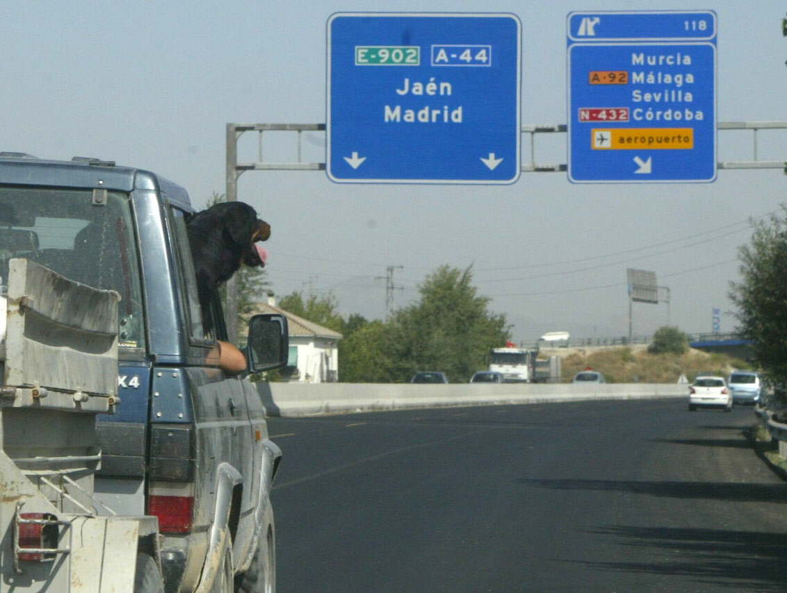 Advertencia de la DGT sobre la multa de hasta 500 euros por viajar con perro